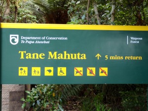 Bosque de Kauris. Kaurí "Tane Mahuta". Waipoua Forest