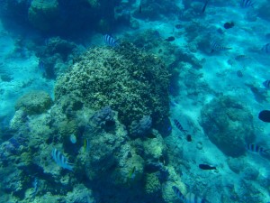 Jardín de Coral, Bora Bora