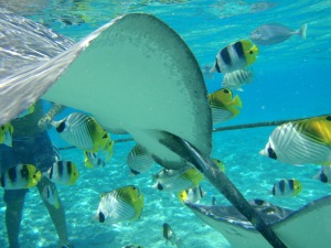 Tiburones, rayas y otros peces en Bora Bora