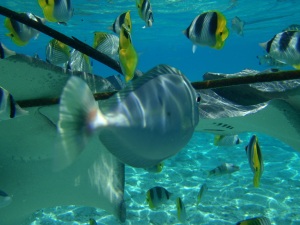 Tiburones, rayas y otros peces en Bora Bora