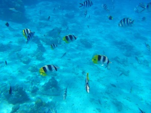 Peces, Bora Bora